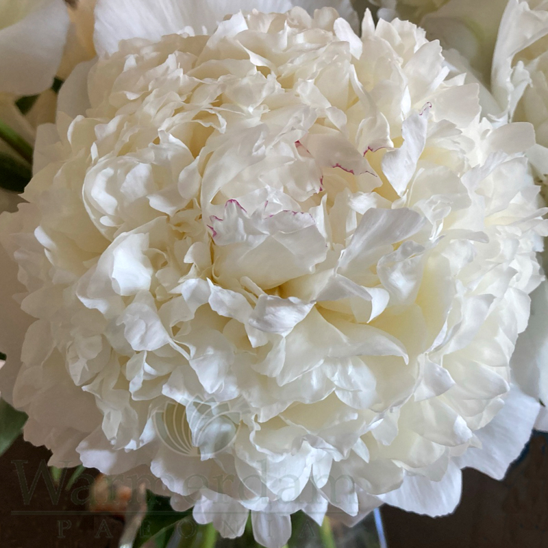 Luxor | Warmerdam Paeonia